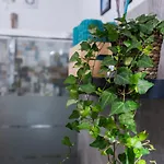Margherita *